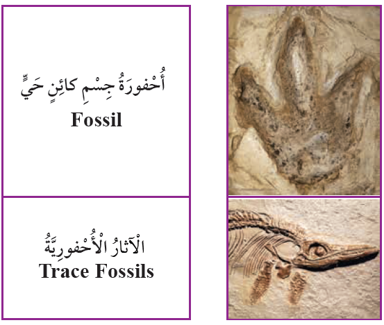 أصل بخط بين المفهوم والصورة التي تدل عليه السؤال الثاني: الأحافير